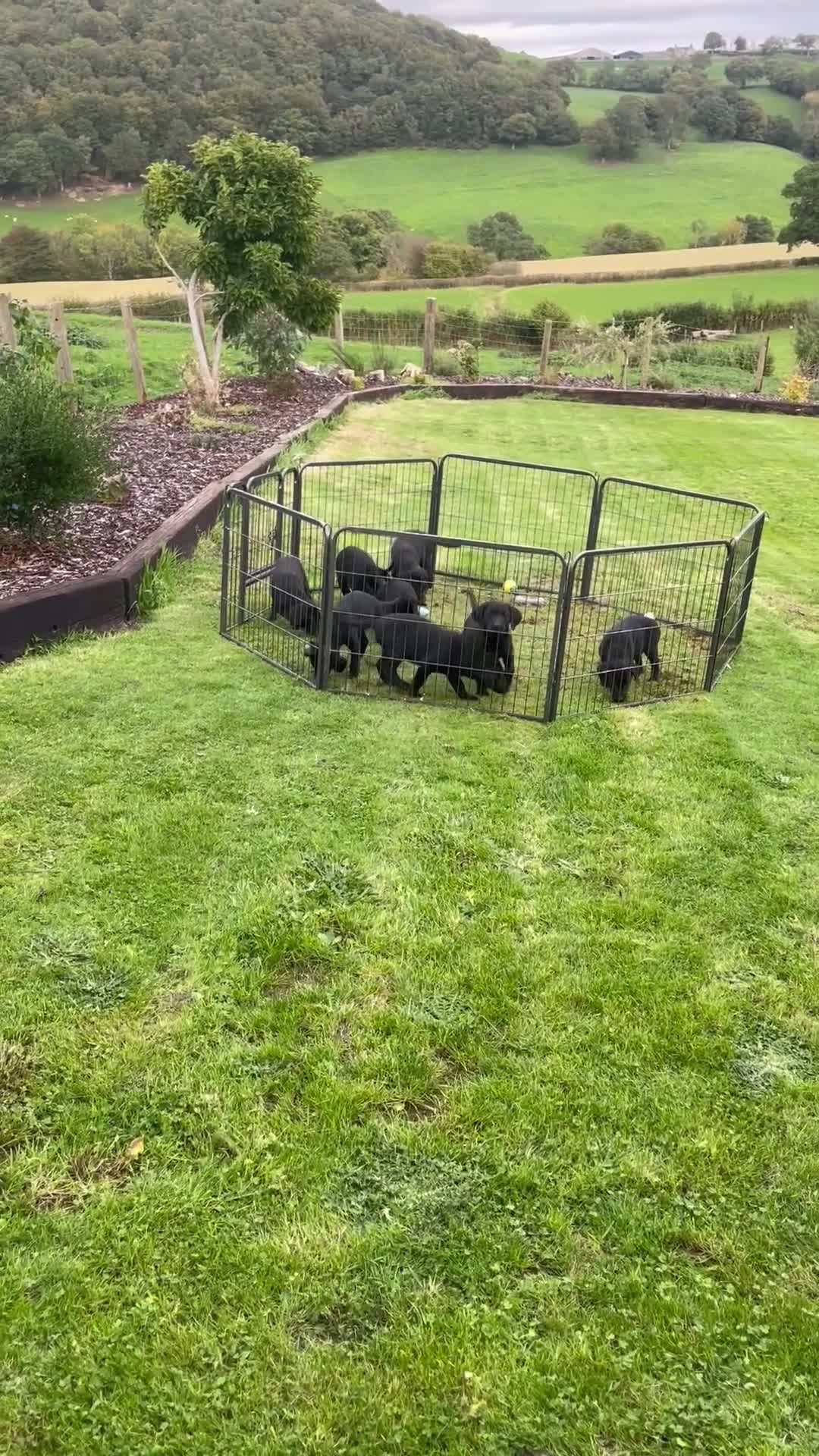 Labrador Retriever dogs for sale: Beautiful Black Labrador Pups - Video 1