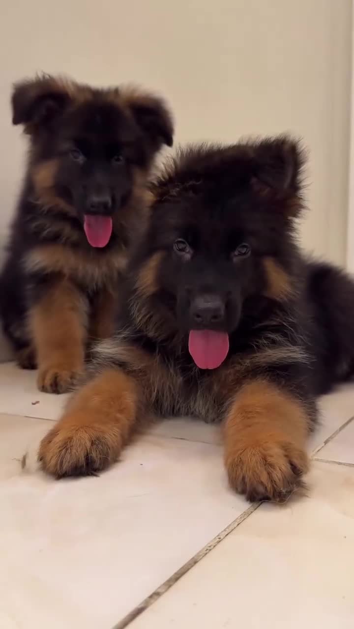 German Shepherd dogs for sale: Purebred German Shepherd Puppies for Sale 🐾 - Video 1