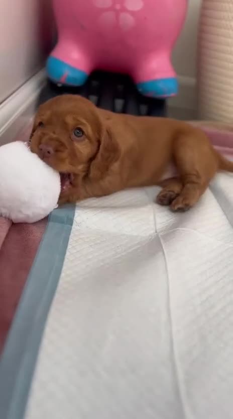 Cocker Spaniel dogs for sale: Show type cocker spaniels.  - Video 1