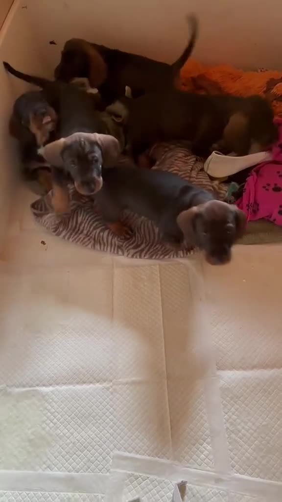 Dachshund dogs for sale: Teckels  - Video 1
