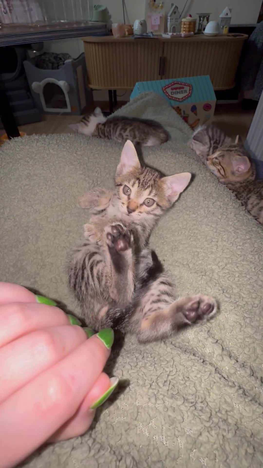 Bengal cats for sale: Cashmere bengals - Video 5