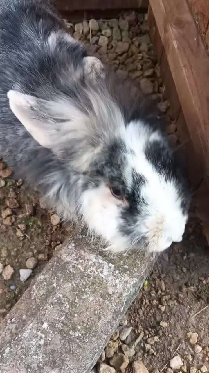 Lionhead rabbits for sale: Male Lionhead Rabbit | Neutered in Telford - Video 1