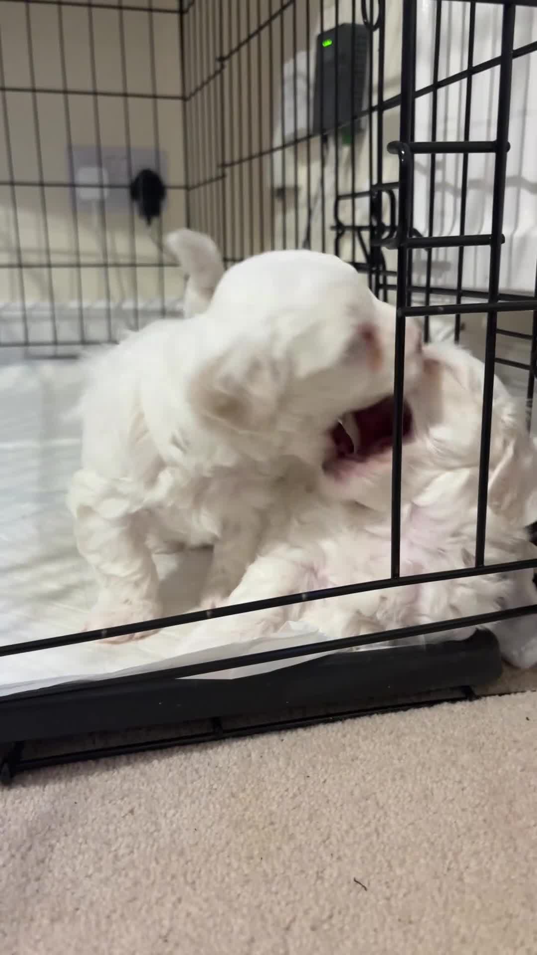 Bichon Frise dogs for sale: Bichon Frise Puppies for Sale 🐶 - Video 3