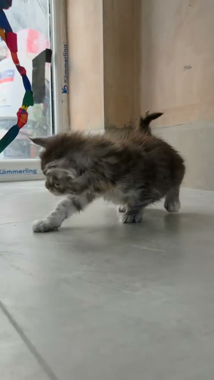 Maine Coon cats for sale: Maincoon Ragdoll Kitten Ready for loving home - Video 1