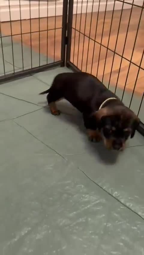 Dachshund dogs for sale: Tekel (wire haired dachshund) READY TO GO NOW - Video 1