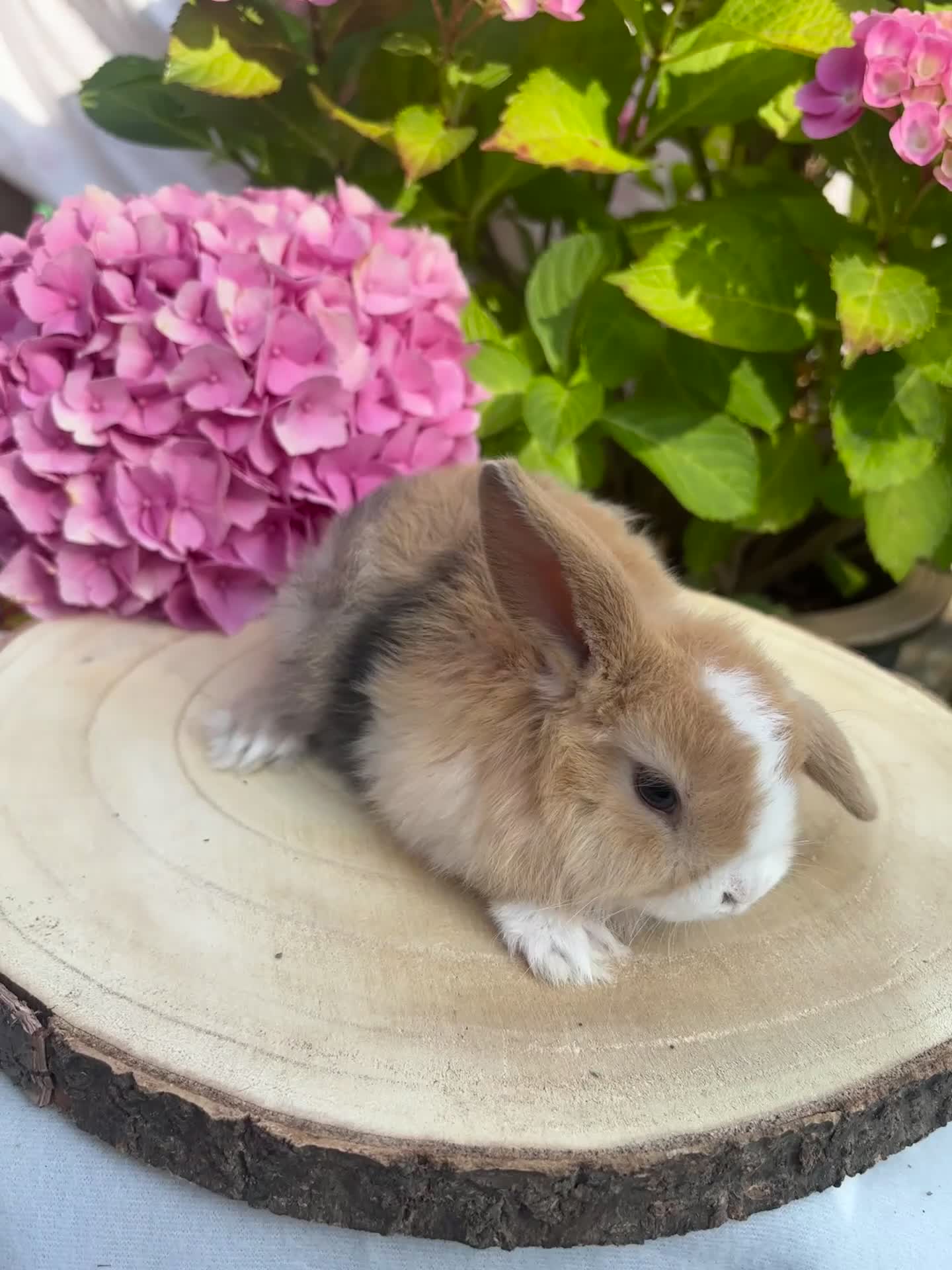 Mini Lop rabbits for sale: Mini lops looking for 5🏡 homes  - Video 2