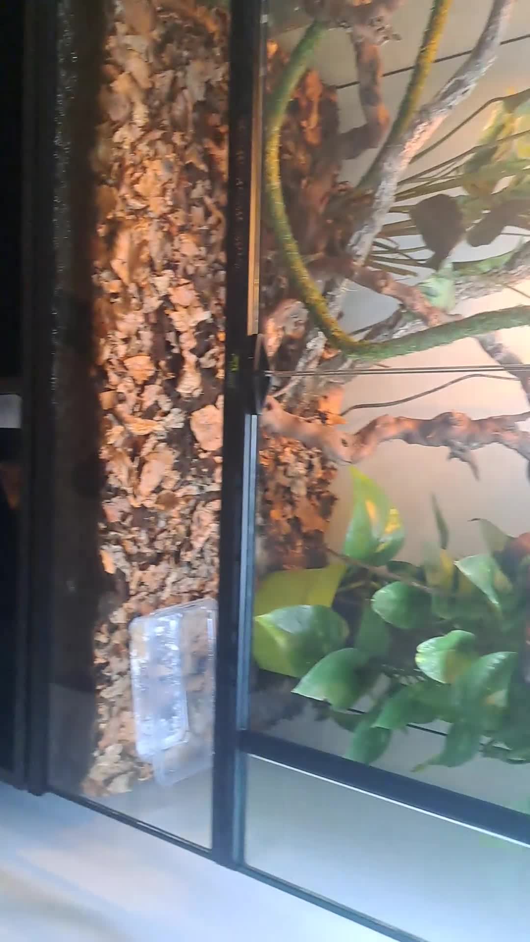 Chameleon reptiles for sale: Yemin chamelian - Video 1