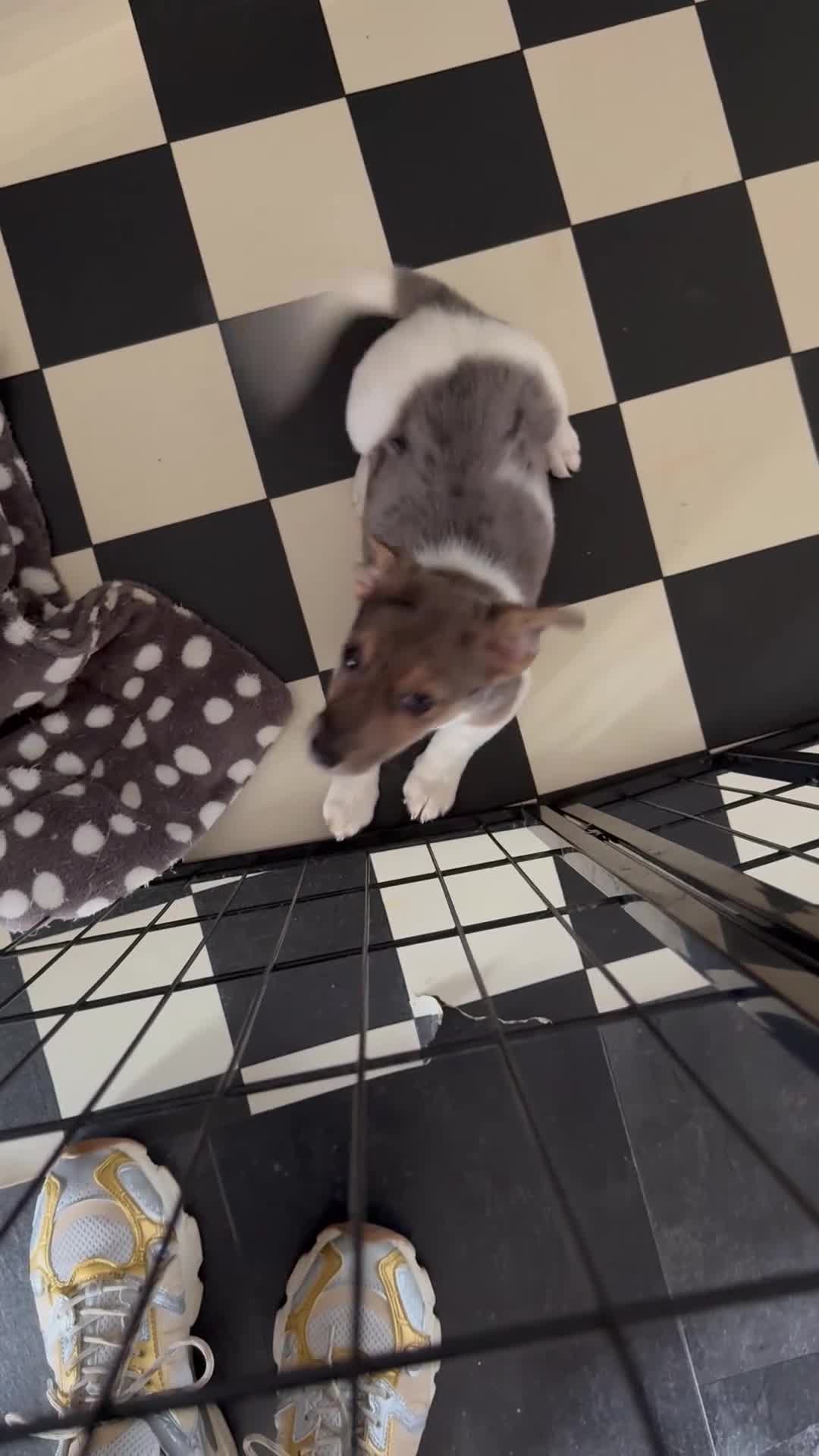 Jack Russell dogs for sale: Jack Russel pup  - Video 1