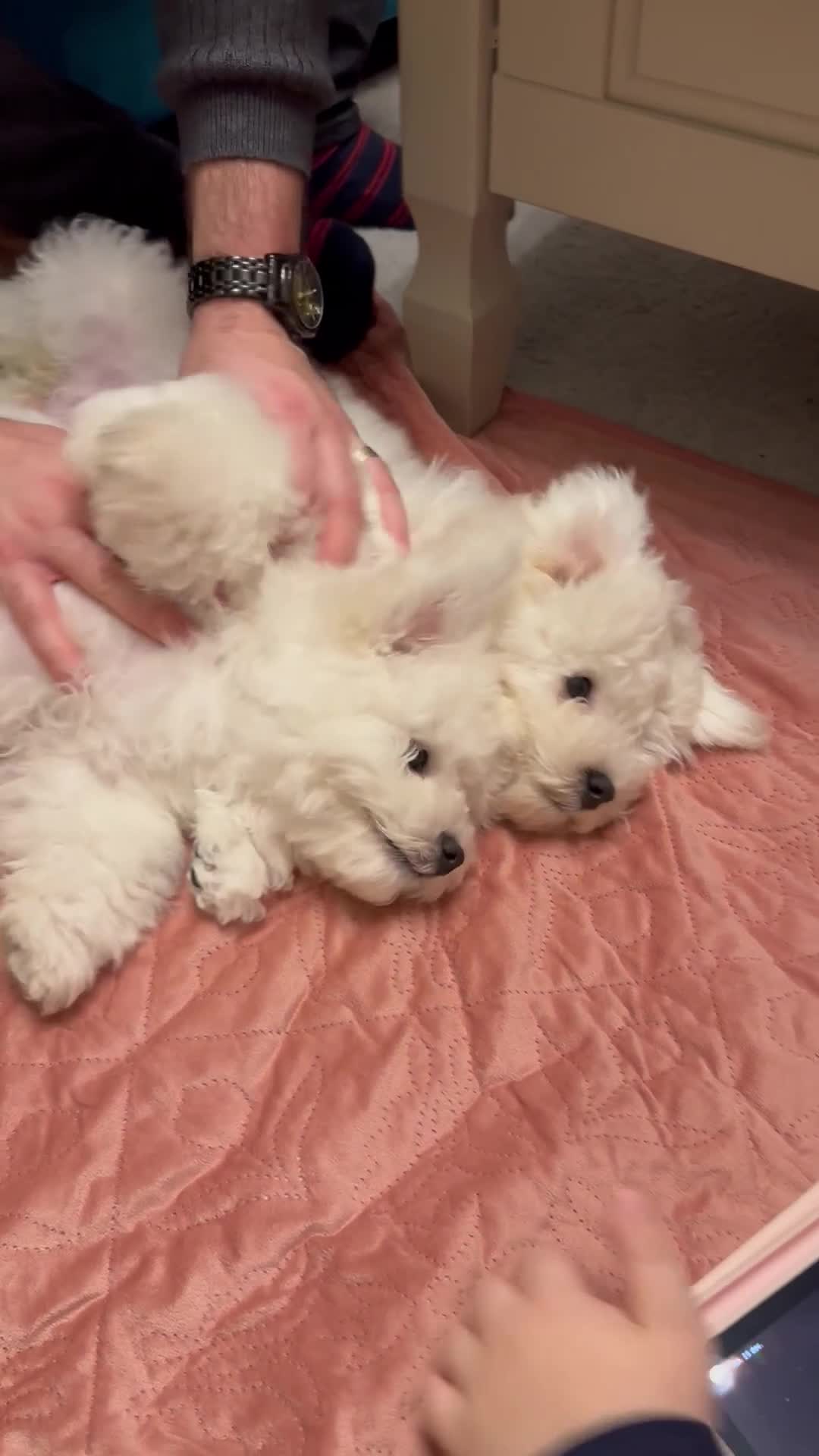 Bichon Frise dogs for sale: ✨ Bichon Frisé Puppies from Champion Bloodlines ✨ - Video 1