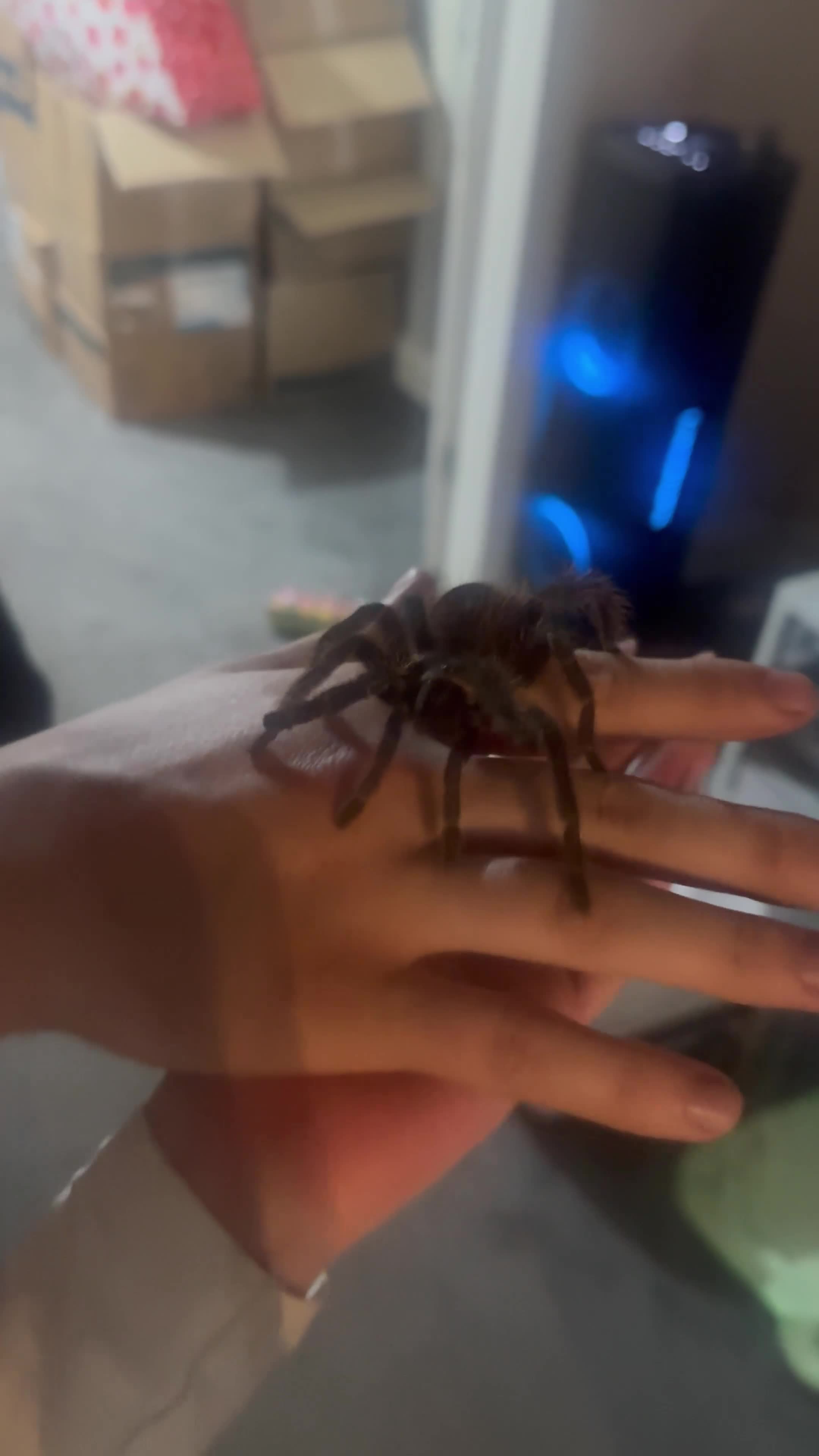 Tarantulas invertebrates for sale: Salmon pink birdeater in Sheffield - Video 1
