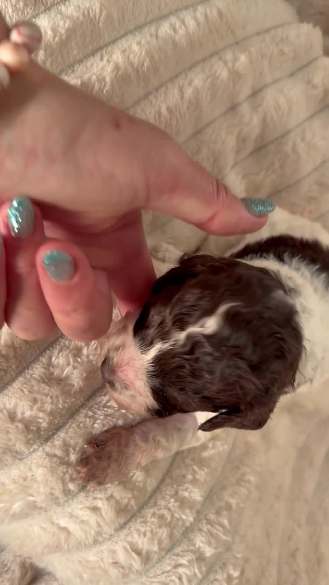 Cockapoo dogs for sale: Beautiful F2b Cockapoo Pups 1F roan available - Video 5