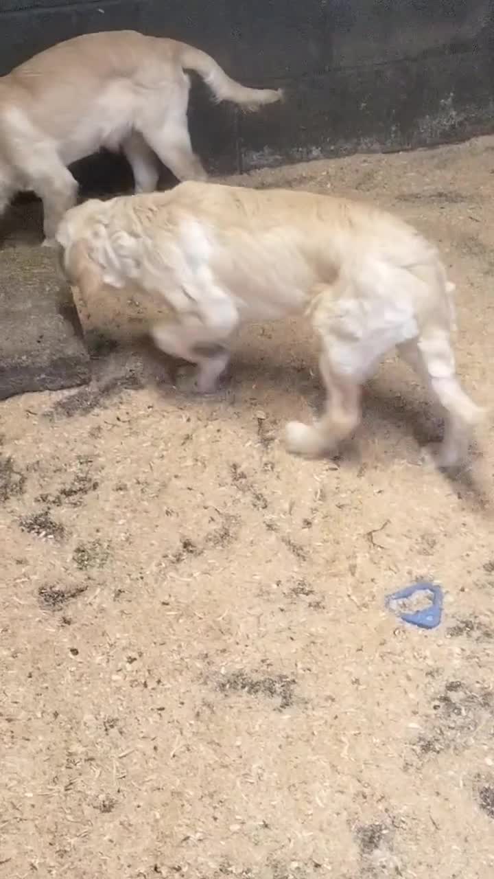 Golden Retriever dogs for sale: STUNNING GOLDEN RETRIEVER PUPS - Video 2