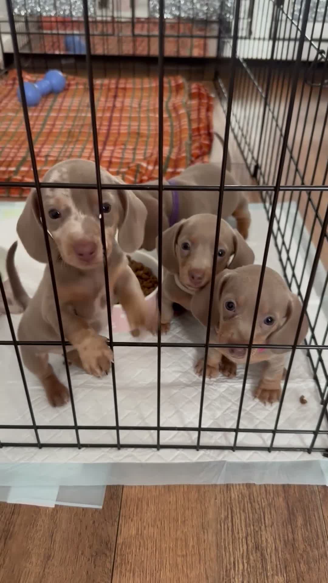Dachshund dogs for sale: Miniture dachshund  in Havant - Video 1