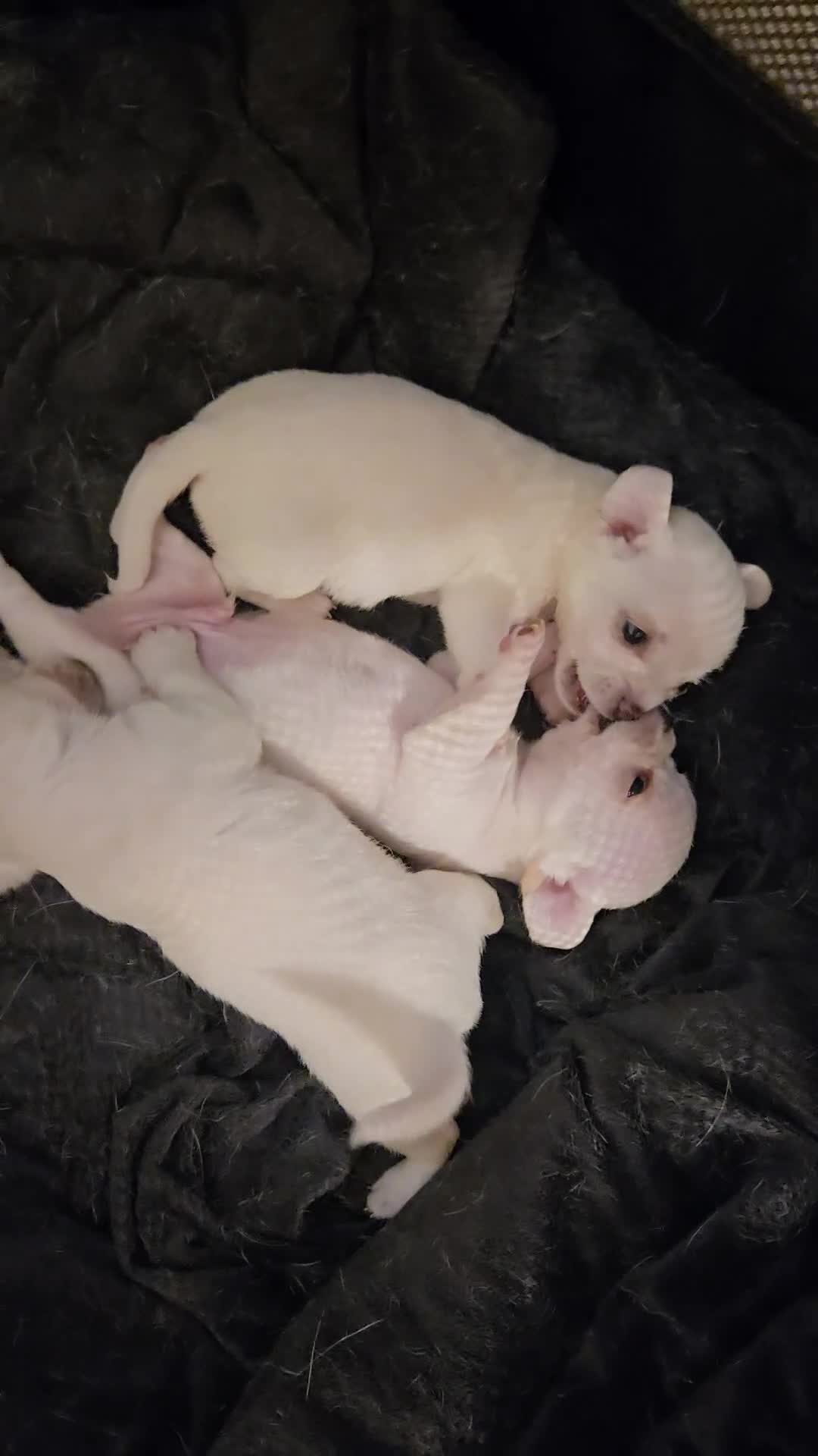 Chihuahua dogs for sale: Pure white chihuahua pups  in Bristol - Video 1