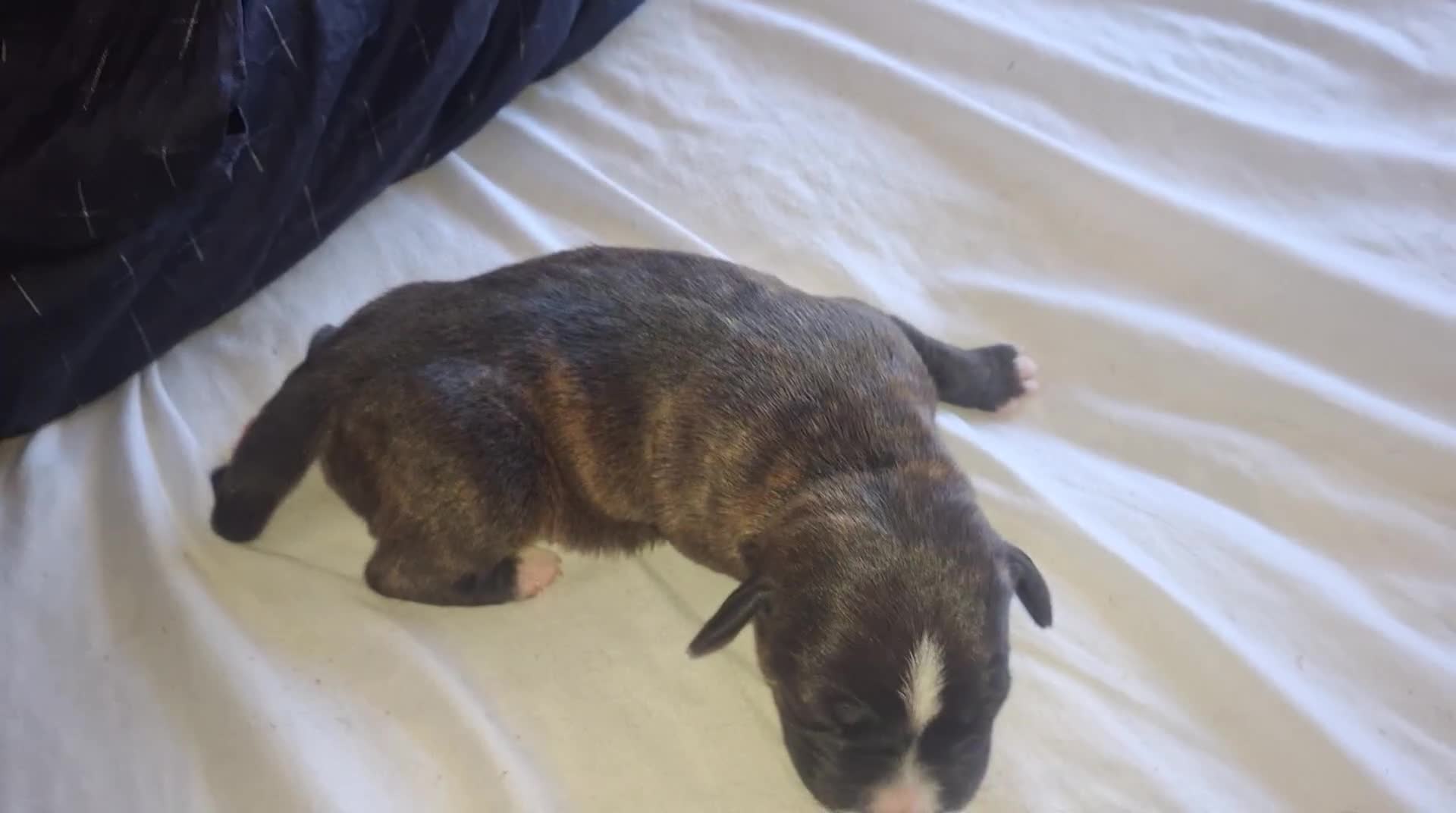 Mixed Breed dogs for sale: 2 boy 2 girls springer mixed with staff puppys - Video 1