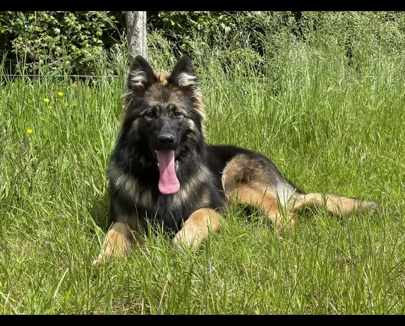 German Shepherd dogs for sale: GERMAN SHEPHERD LONG COATED PUPPIES - Video 1