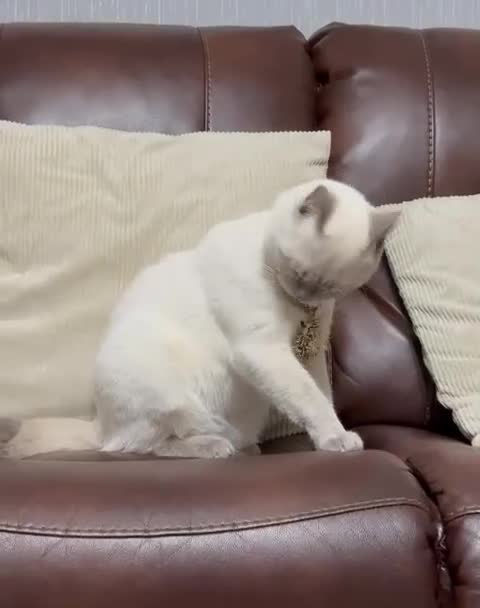 British Shorthair cats for stud: Pedigree White British Shorthair - Colourpoint BSH - Video 3