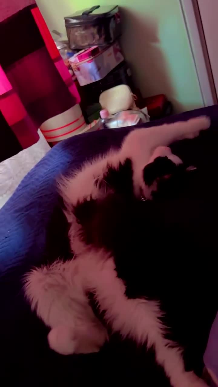 Mixed Breed cats for sale: Cute Yara and Theo - Video 1