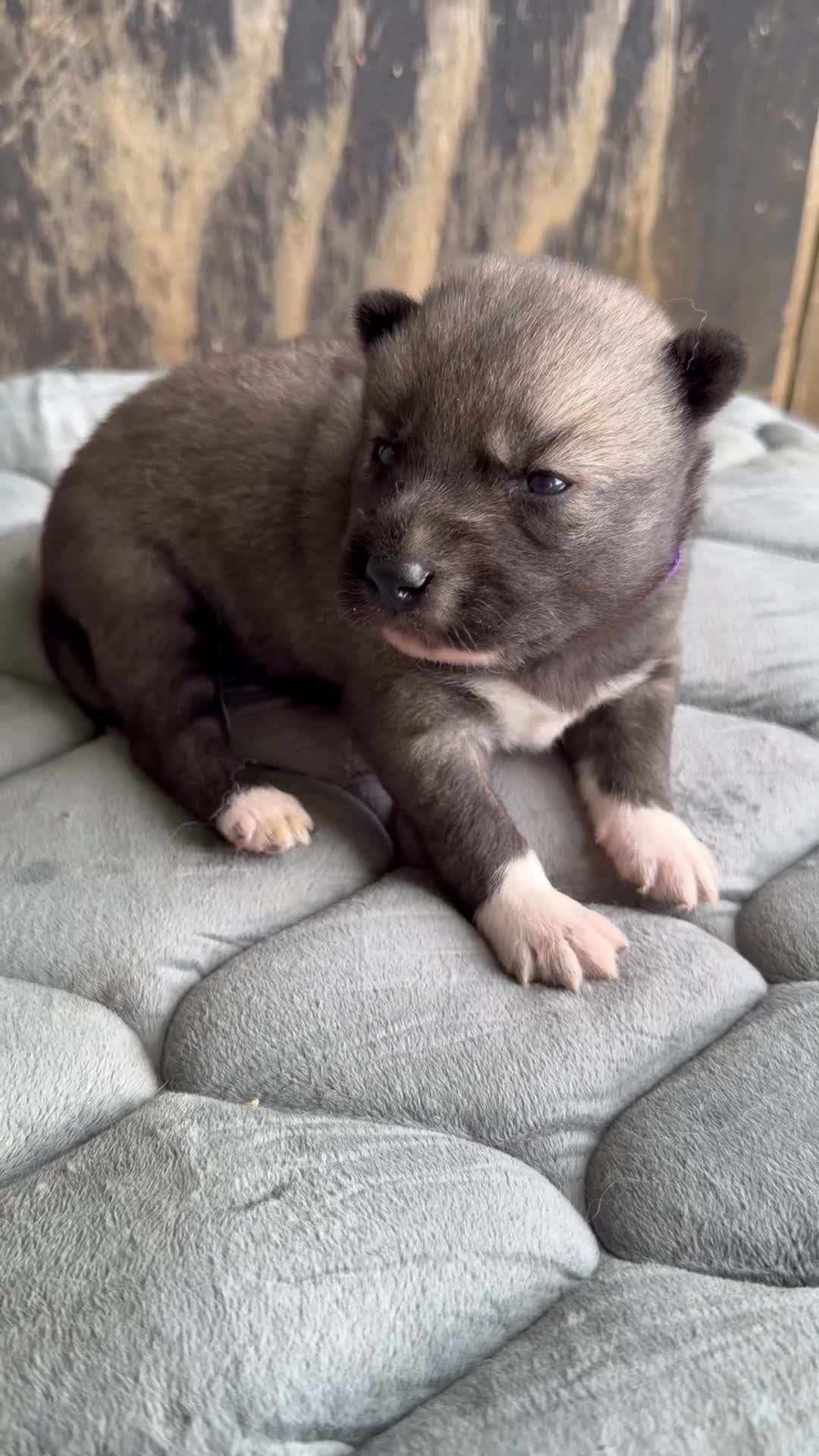 Siberian Husky dogs for sale: Gorgeous Siberian Husly puppies  - Video 1