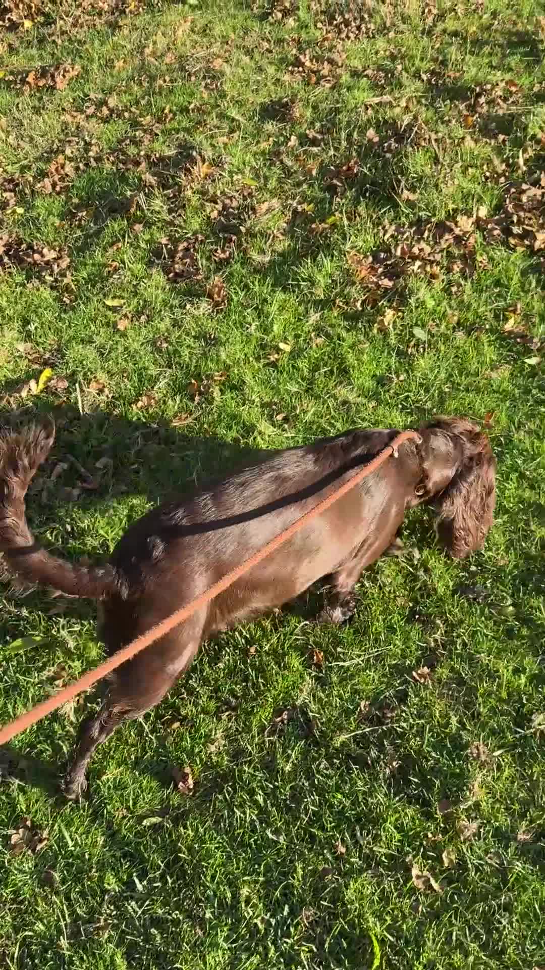 Cocker Spaniel dogs for sale: Upcoming Litter: KC Working Cocker Puppies - Video 1