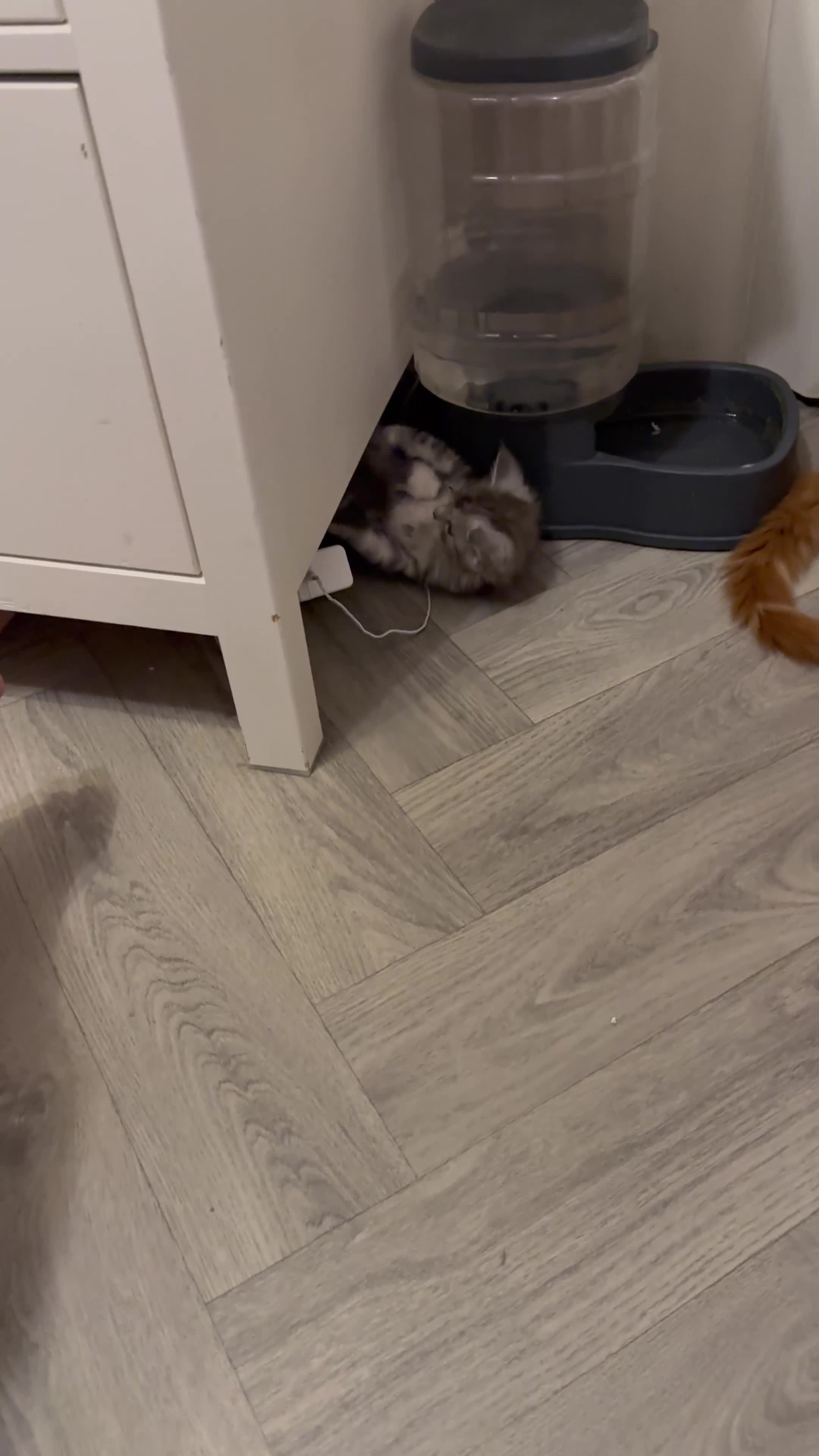 Maine Coon cats for sale: Stunning Litter Of Maine Coon Kittens  - Video 3