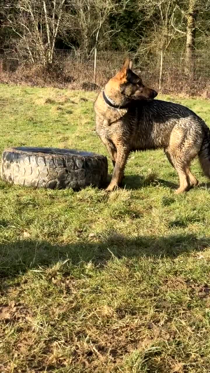 German Shepherd dogs for sale: Male German shepherd 7years - Video 4
