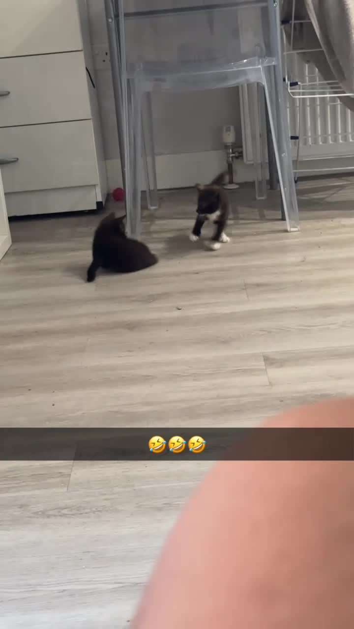 Mixed Breed cats for sale: 3 kittens for sale  - Video 2