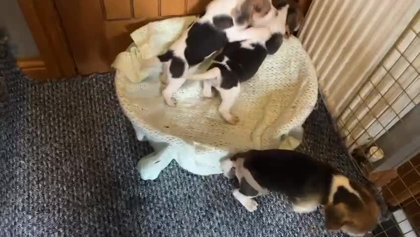 Beagle dogs for sale: Beagle puppies  - Video 1