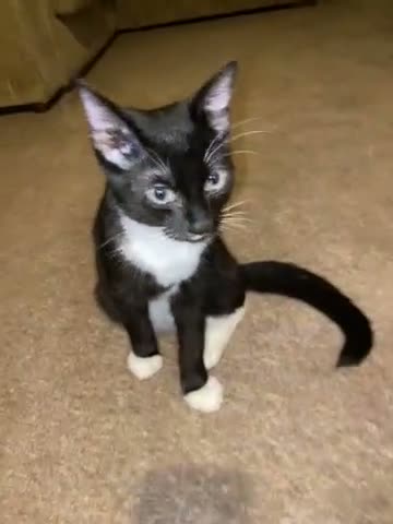 Mixed Breed cats for sale: beautiful 4 month old kitten - Video 1