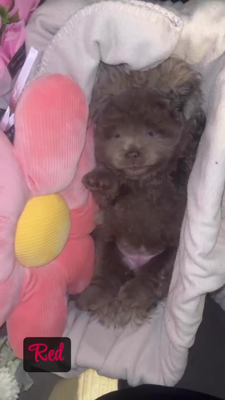 Chow Chow dogs for sale: Adorable rare lilac chow chow girl pups - Video 2