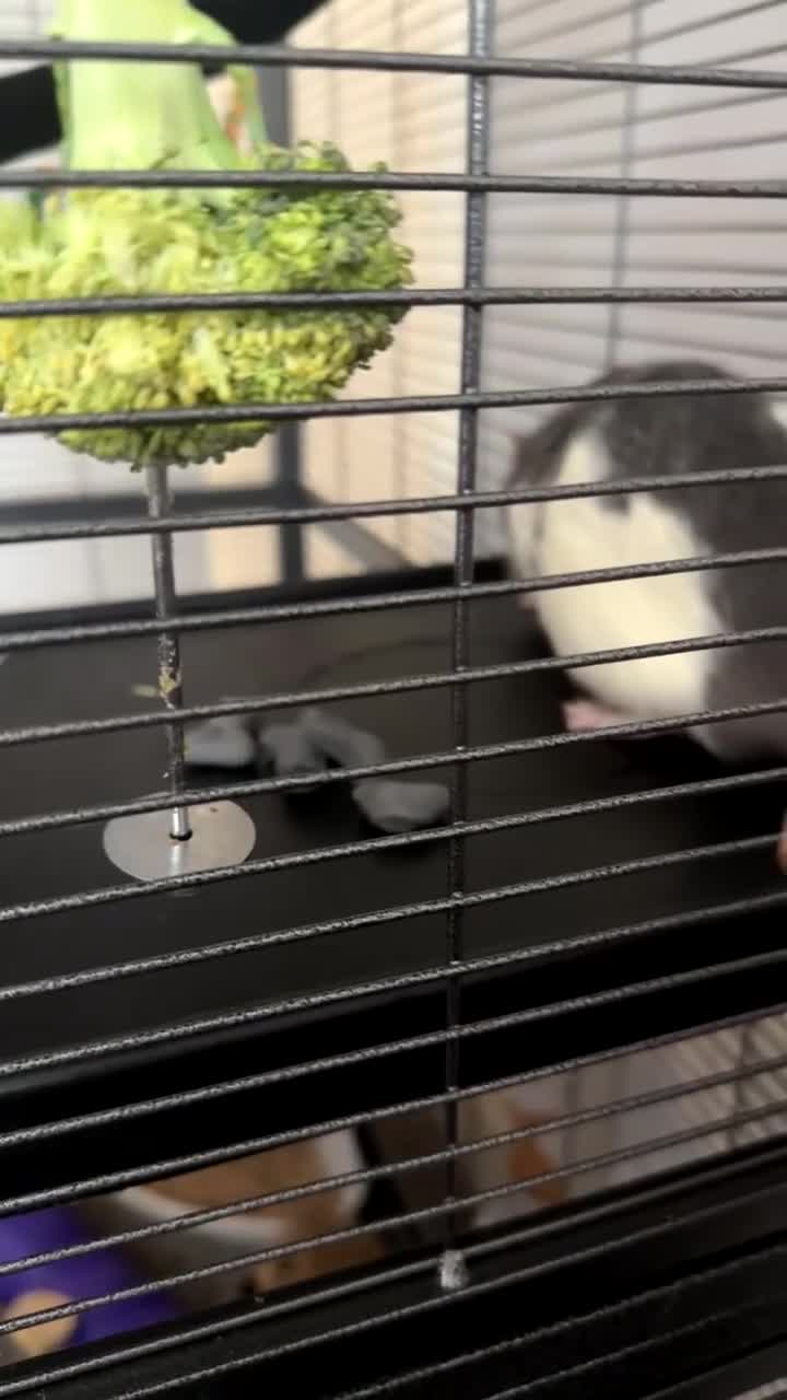 Rat rodents for sale: Male rats  in Bradford - Video 3