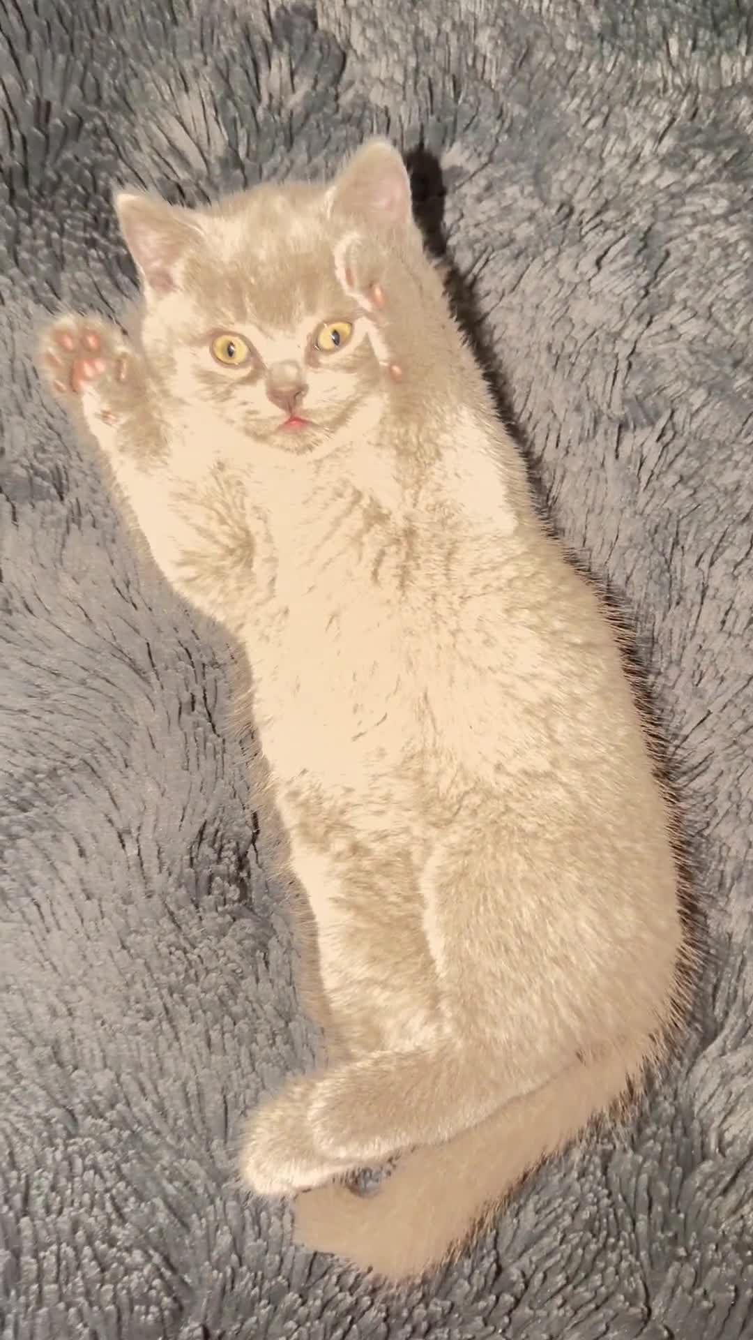 British Shorthair cats for sale: British Short hair and Scotish Fold - Video 3