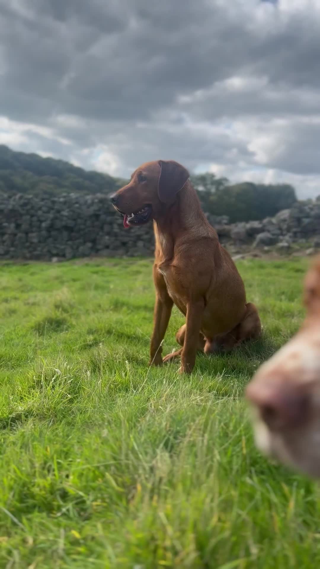Labrador Retriever dogs for stud: ✨PROVEN FULLY HEALTH TESTED WORKING RED LABRADOR✨ in Hawes - Video 1
