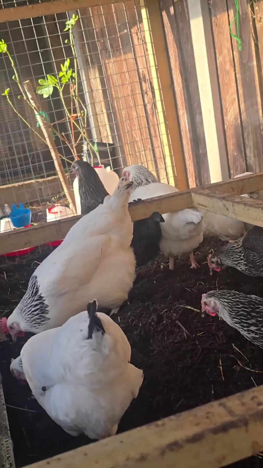 Chickens poultry for sale: Point of Lay Silver/Light Sussex & Speckeldy hens - Video 1