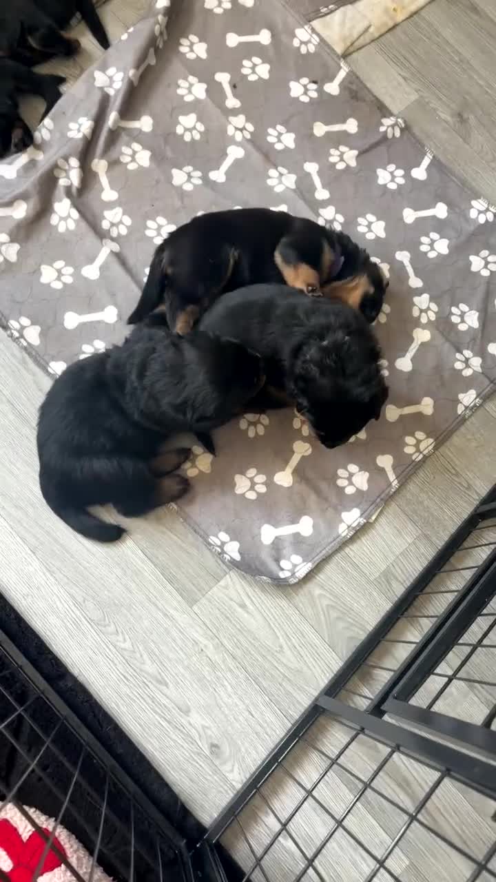 Rottweiler dogs for sale: Rottweiler puppies  - Video 1