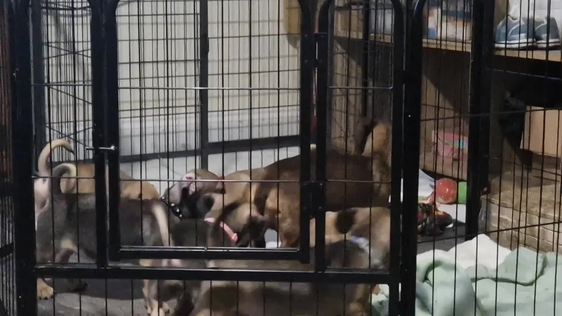 Mixed Breed dogs for sale: Dachshund X Pug - Video 1