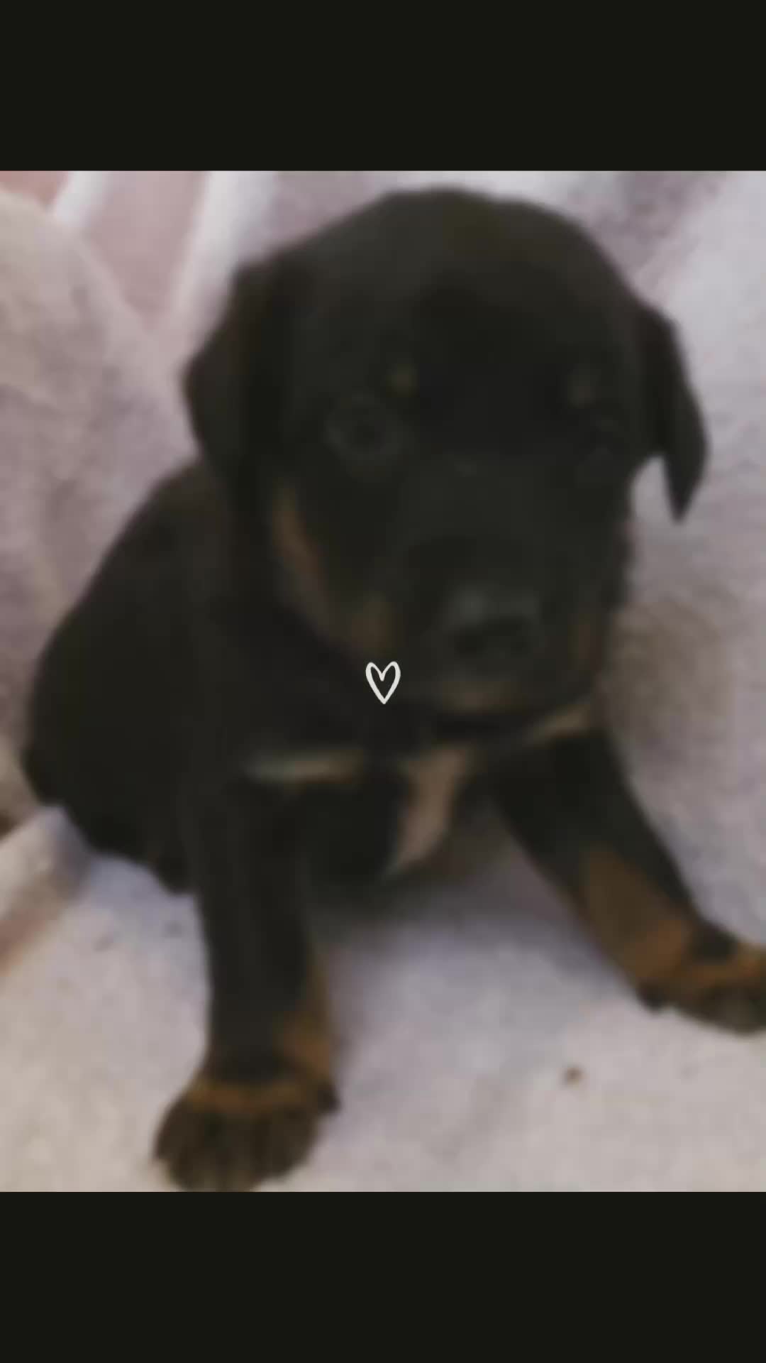 Mixed Breed dogs for sale: Huntaway - Video 1