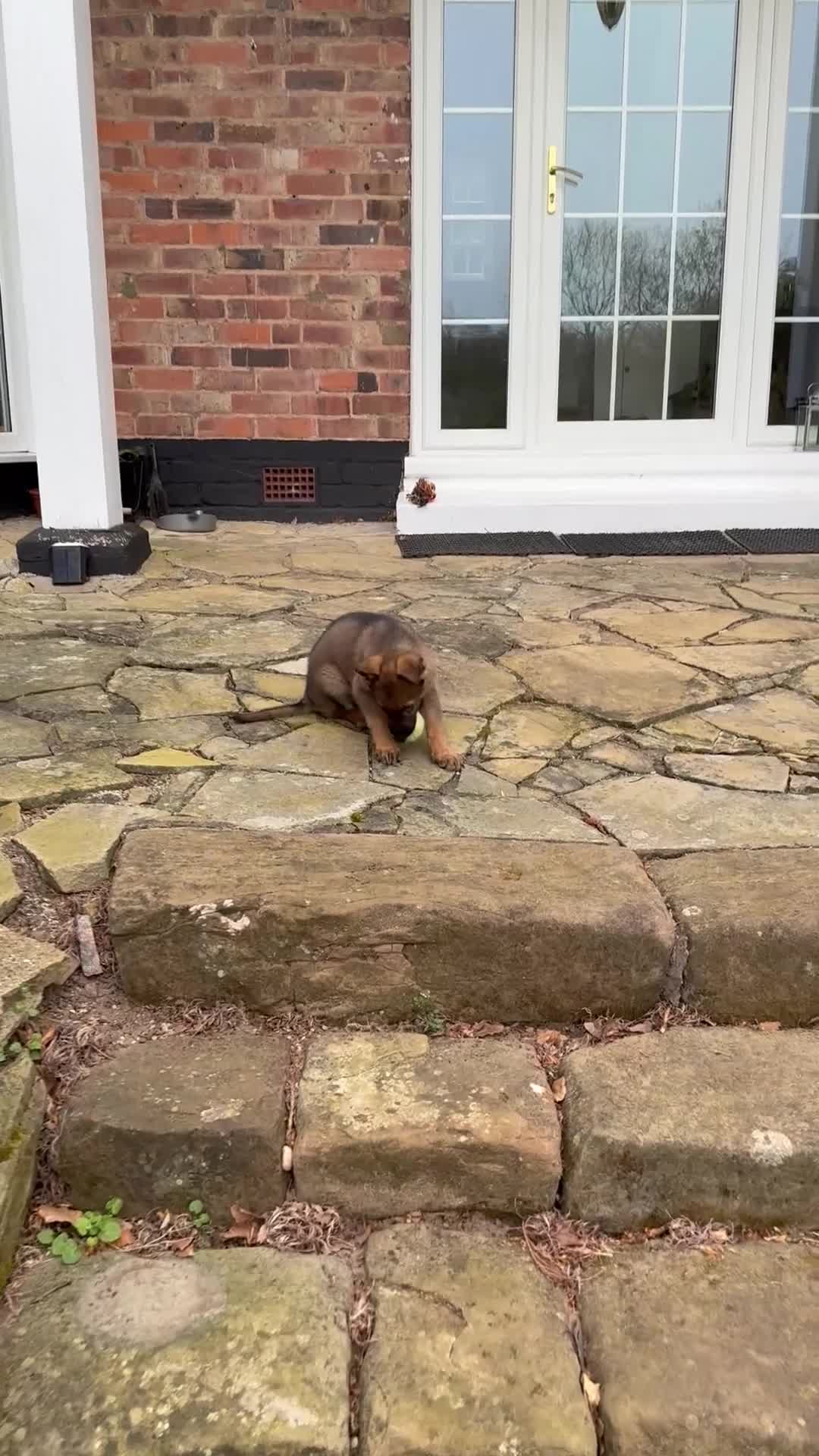 German Shepherd dogs for sale: 9 week old German Shepherd Puppy - Loki  - Video 1