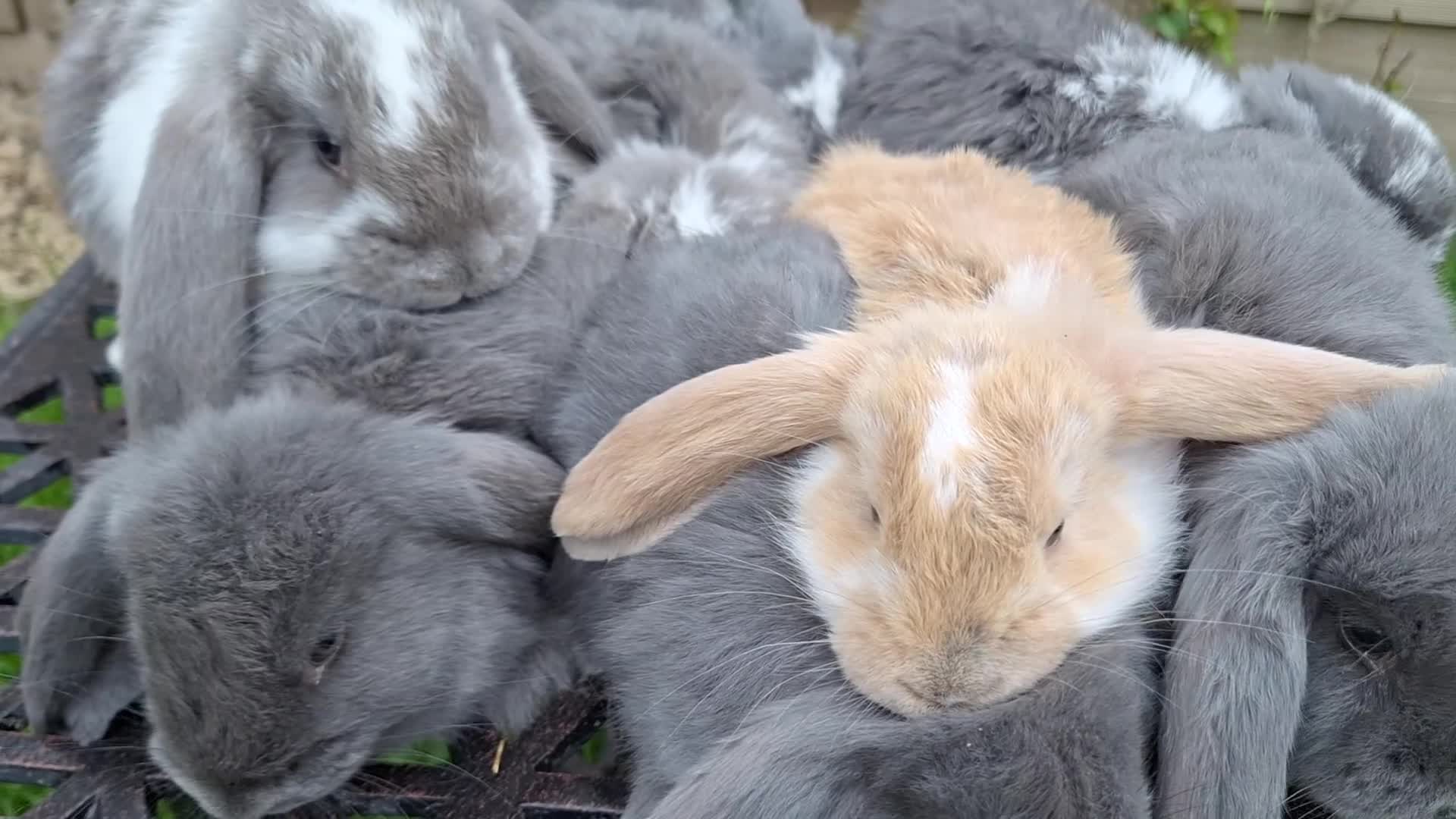 French Lop rabbits for sale: Baby Giant French Lop Rabbits - Video 1