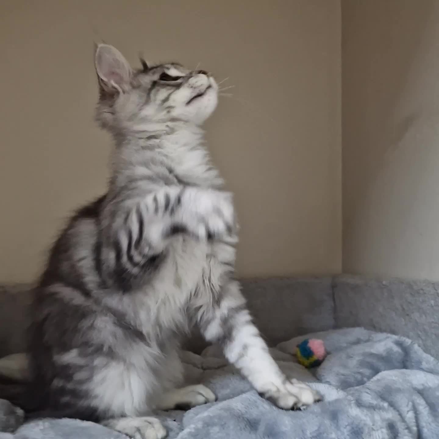 Maine Coon cats for sale: 🍁🍂Good females🏡🎯📣 - Video 1