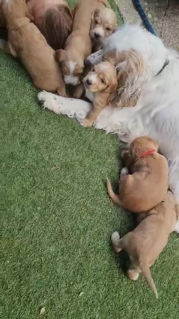 Cocker Spaniel dogs for sale: Beautiful golden working cocker spaniel puppies  - Video 1
