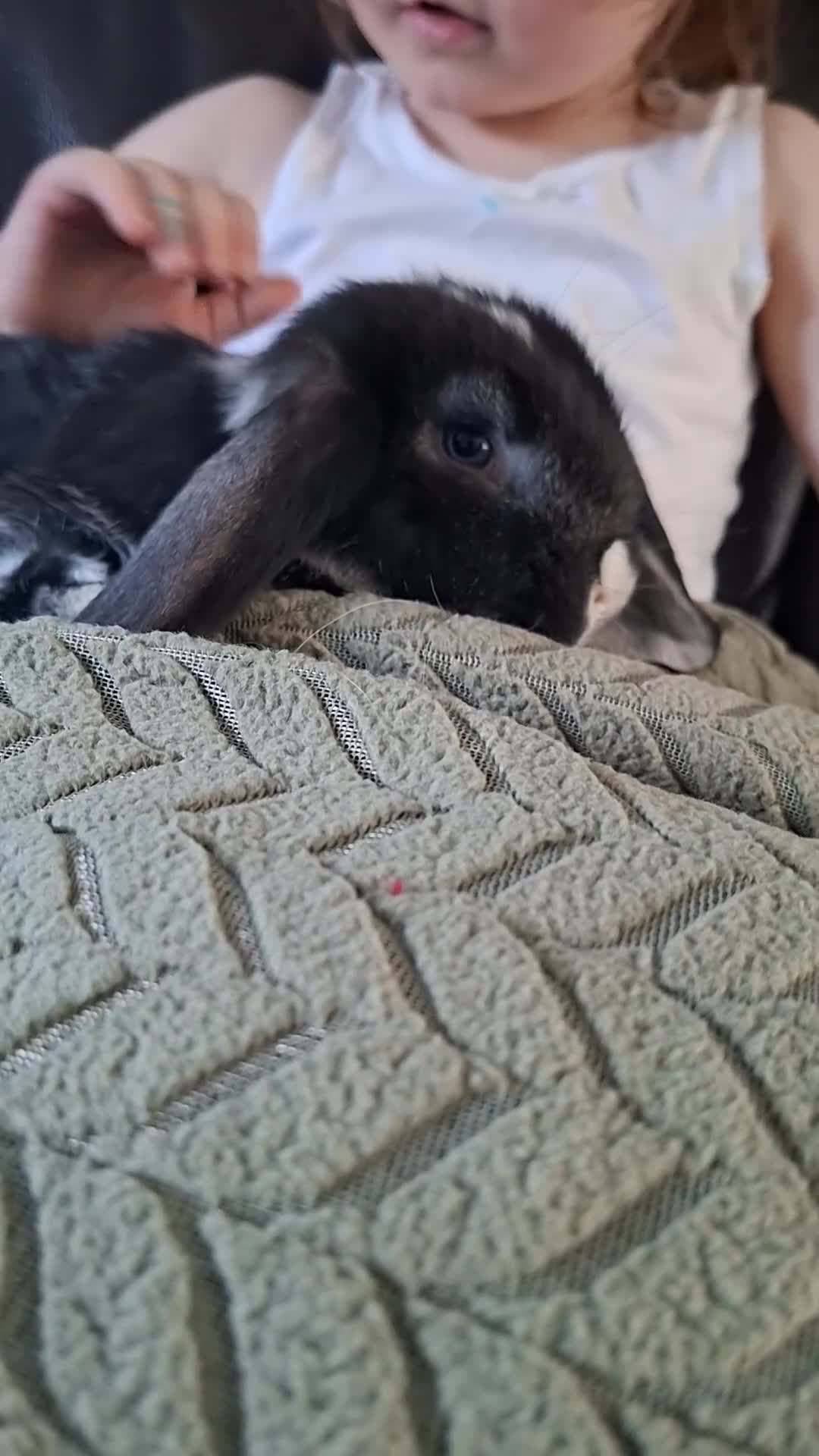 French Lop rabbits for sale:  Vaccinated French Lop baby - Video 2