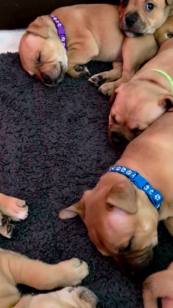 Staffordshire Bull Terrier dogs for sale: 8 red K C registered  puppies  - Video 1