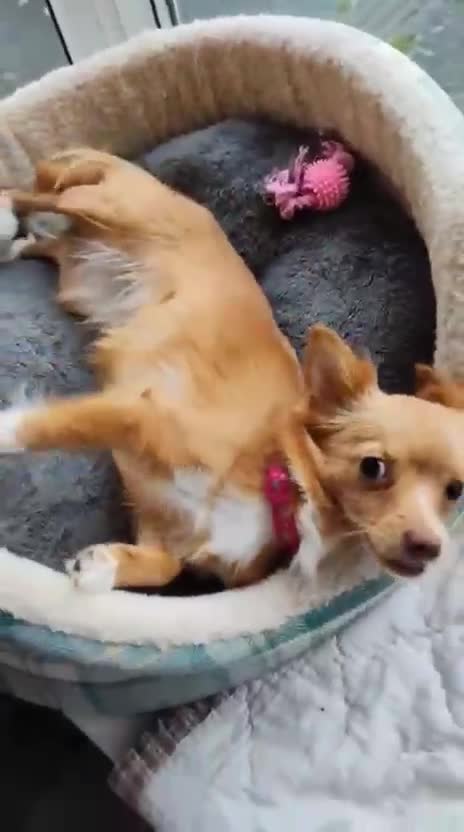 Chihuahua dogs for adoption: Please help our chihuahua mix girls  - Video 1