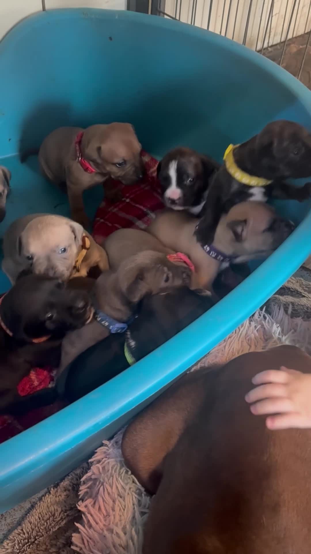 Mixed Breed dogs for sale: Staffy pups - Video 2