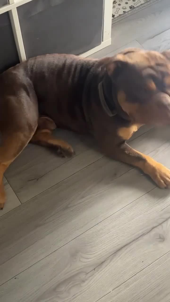 Old Tyme Bulldog dogs for stud: Stud available in Leeds - Video 2