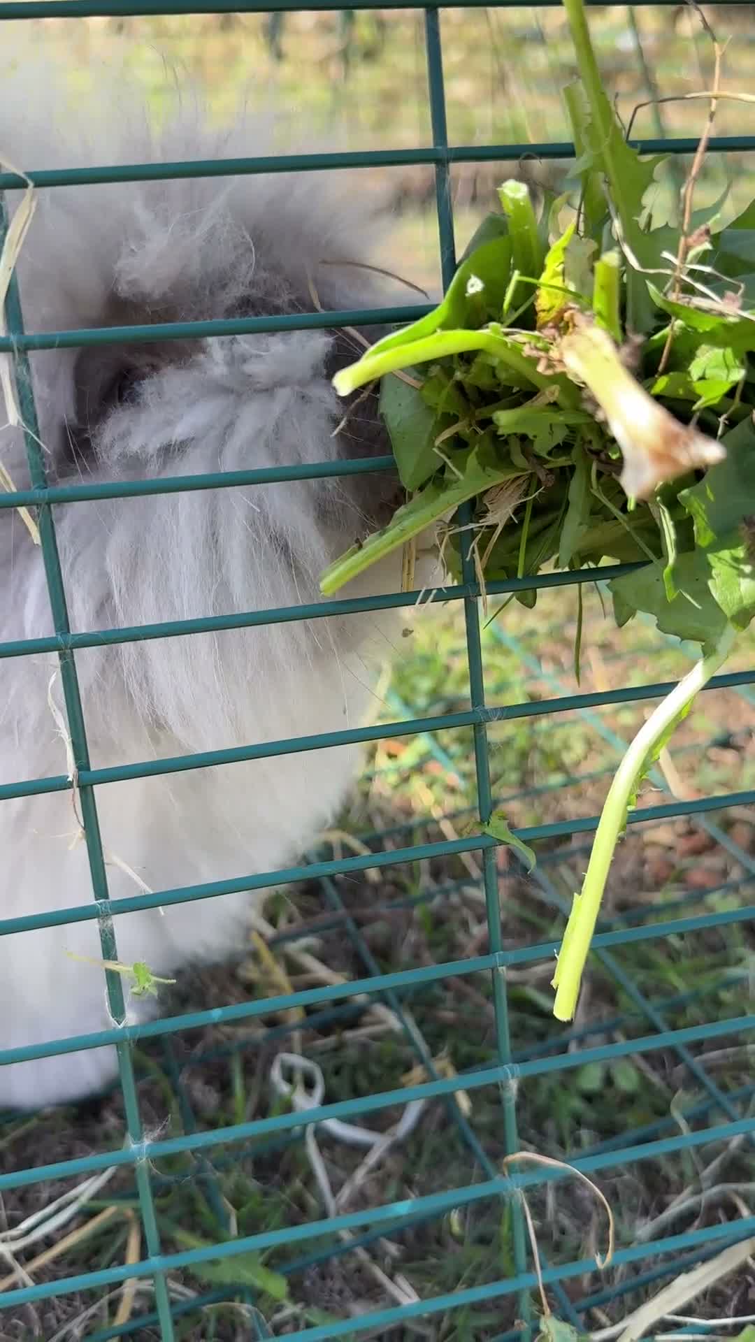 Angora rabbits for sale: Male Angora Rabbit  in Shepton Mallet - Video 1