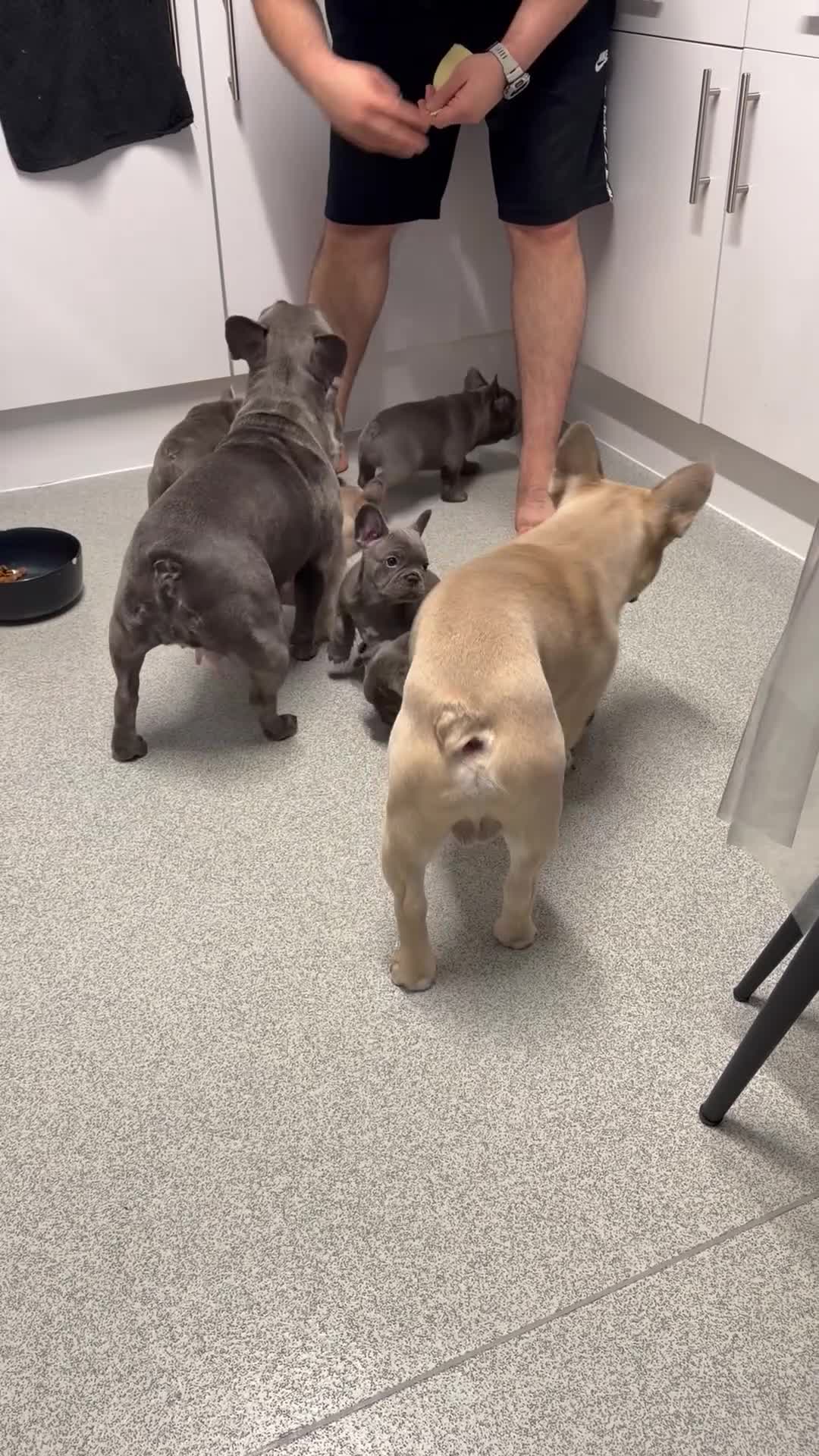 French Bulldog dogs for sale: FrenchBulldog Puppies  - Video 1