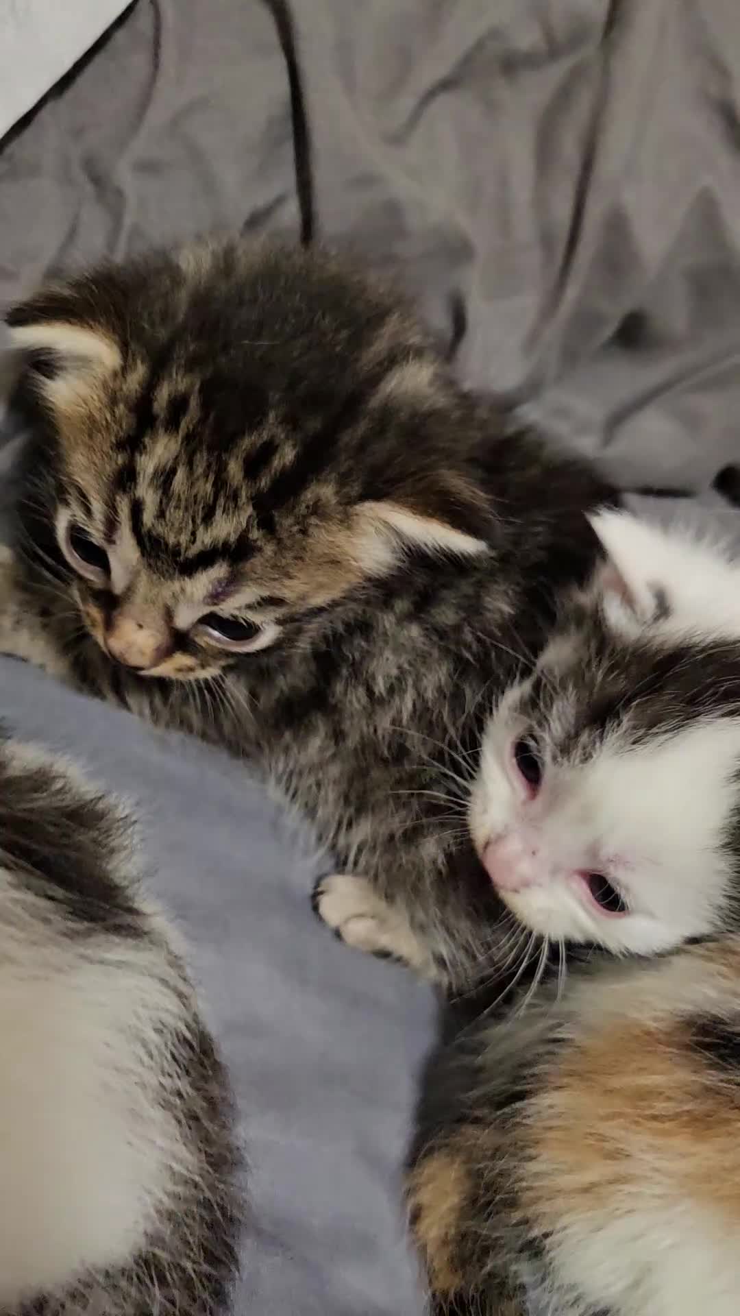 British Longhair cats for sale: Geoegous kittens ready in may - Video 1