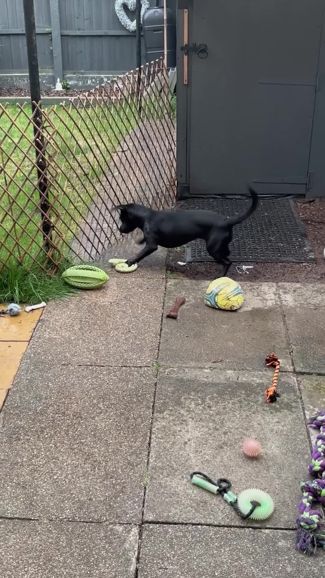 Mixed Breed dogs for sale: Beautiful girl for rehoming. - Video 1
